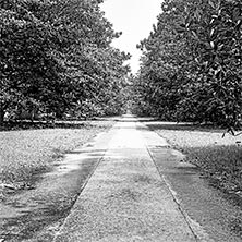 cement walkway leading into the horizon framed by trees