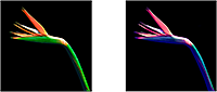 Red and Green Bird of Paradise Plant with a dark background